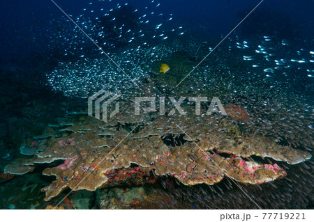 イバラカンザシの棲む珊瑚と小さな海水魚の群れ (シミラン諸島、タイ王国) 77719221