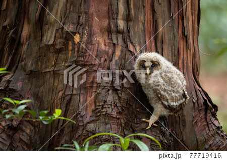 巣立ちした可愛いフクロウ雛の写真素材