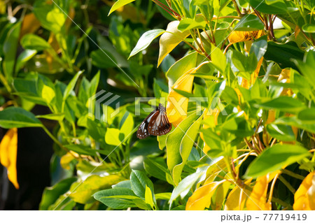 春、渡り途中に休むアサギマダラ 77719419