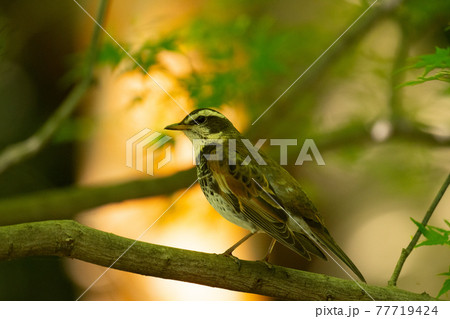 春、そろそろ居なくなるツグミ 77719424