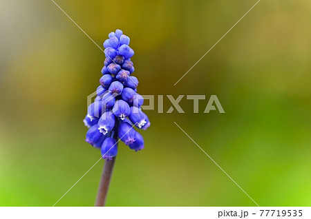 Beautiful spring blue flower grape hyacinth with sun and green grass. Macro shot of the garden with a natural blurred background.(Muscari armeniacum) 77719535