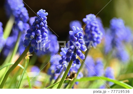 Beautiful spring blue flower grape hyacinth with sun and green grass. Macro shot of the garden with a natural blurred background.(Muscari armeniacum) 77719536
