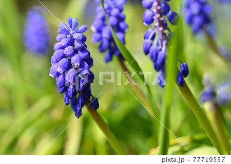 Beautiful spring blue flower grape hyacinth with sun and green grass. Macro shot of the garden with a natural blurred background.(Muscari armeniacum) 77719537