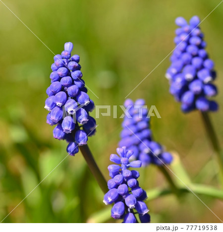 Beautiful spring blue flower grape hyacinth with sun and green grass. Macro shot of the garden with a natural blurred background.(Muscari armeniacum) 77719538