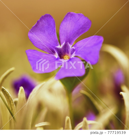 Beautiful purple spring flowers with colorful natural background. Springtime in the grass. 77719539