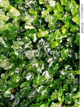 Wet Ivy leaves after the rain. Close-up of wet leaves. rain drops on ivy. nature, season and environment concept 77719941