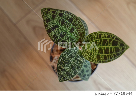 マコデス ペトラ ジュエルオーキッド の写真素材