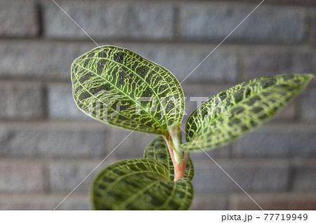 マコデス ペトラ ジュエルオーキッド の写真素材