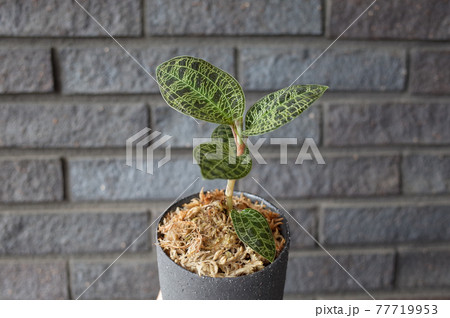 マコデス・ペトラ（ジュエルオーキッド） 77719953