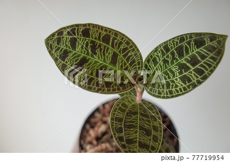 マコデス・ペトラ（ジュエルオーキッド） 77719954