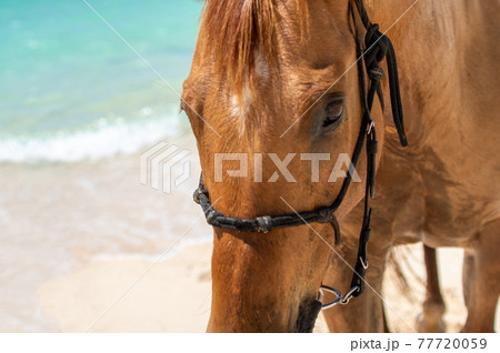 沖縄の伊江島のビーチで海に入る馬 77720059