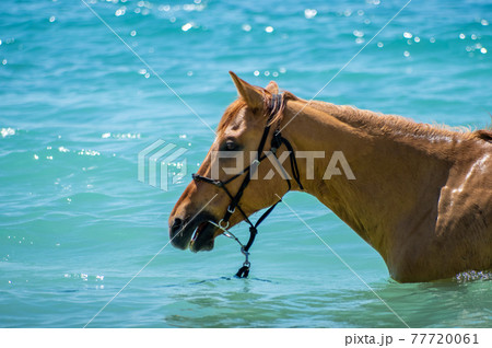 沖縄の伊江島のビーチで海に入る馬 77720061