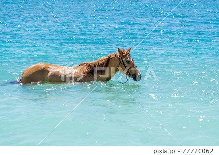 沖縄の伊江島のビーチで海に入る馬 77720062