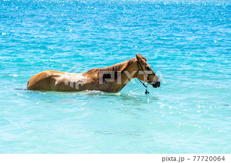 沖縄の伊江島のビーチで海に入る馬 77720064