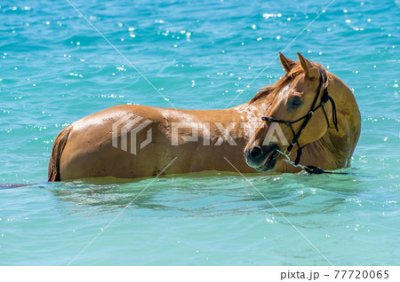 沖縄の伊江島のビーチで海に入る馬 77720065