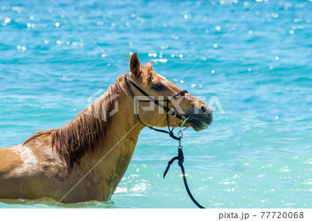 沖縄の伊江島のビーチで海に入る馬 77720068