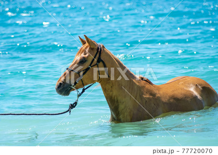 沖縄の伊江島のビーチで海に入る馬 77720070