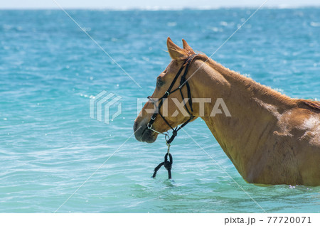 沖縄の伊江島のビーチで海に入る馬 77720071