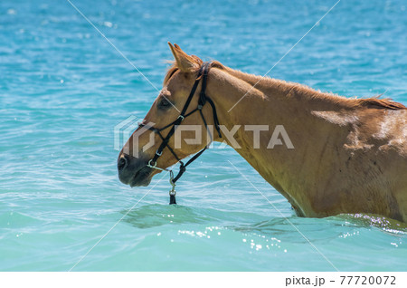 沖縄の伊江島のビーチで海に入る馬 77720072