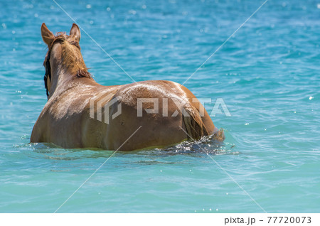 沖縄の伊江島のビーチで海に入る馬 77720073