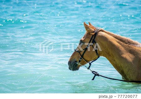 沖縄の伊江島のビーチで海に入る馬 77720077
