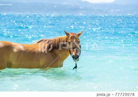 沖縄の伊江島のビーチで海に入る馬 77720078