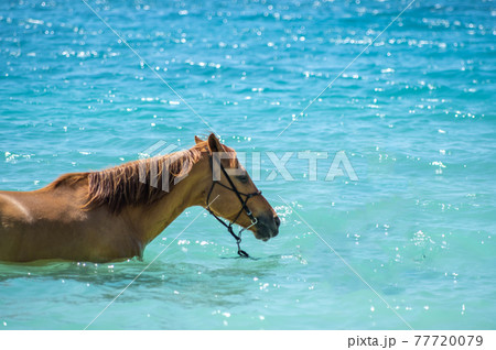 沖縄の伊江島のビーチで海に入る馬 77720079