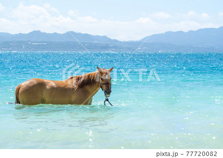 沖縄の伊江島のビーチで海に入る馬 沖縄の伊江島のビーチで海に入る馬 77720082