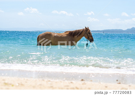 沖縄の伊江島のビーチで海に入る馬 77720083