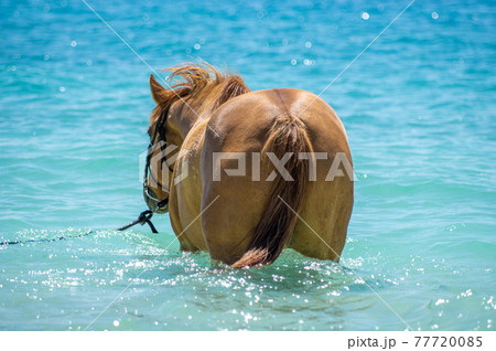 沖縄の伊江島のビーチで海に入る馬 77720085