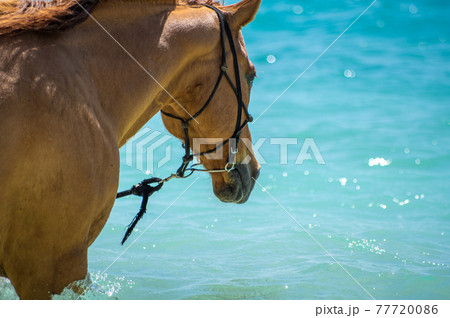 沖縄の伊江島のビーチで海に入る馬 77720086