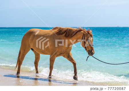 沖縄の伊江島のビーチで海に入る馬 77720087
