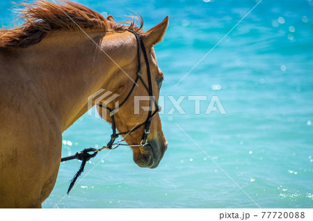 沖縄の伊江島のビーチで海に入る馬 77720088