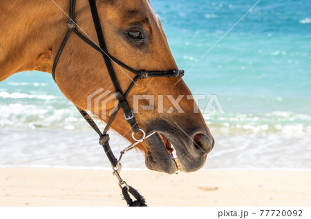 沖縄の伊江島のビーチで海に入る馬 77720092