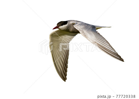 Common tern in flight isolated on white background 77720338
