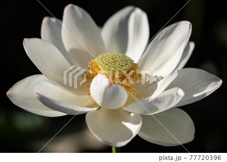 白い一輪のハスの花 白い一輪のハスの花 77720396