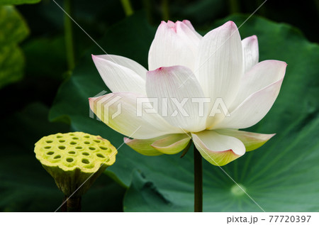 白いハスの花とハチス 白いハスの花とハチス 77720397