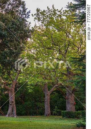 Large tree Pltatanus oreintalis with Green Leaves and futis in sunset light Large tree Pltatanus oreintalis with Green Leaves and futis in sunset light 77720967