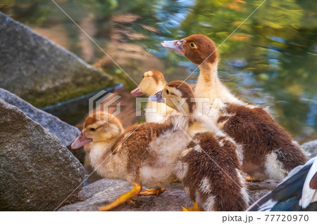 Cute little ducklings standing in a lake coast Cute little ducklings standing in a lake coast 77720970