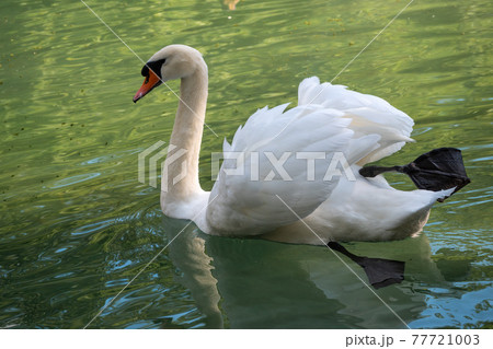 A graceful white swan swimming on a lake with dark green water. The white swan is reflected in the water A graceful white swan swimming on a lake with dark green water. The white swan is reflected in the water 77721003