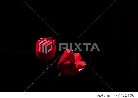 スポットライトを浴び幻想的なチューリップ スポットライトを浴び幻想的なチューリップ 77721406