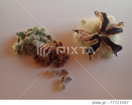 いろんな色の棉の種 77721407