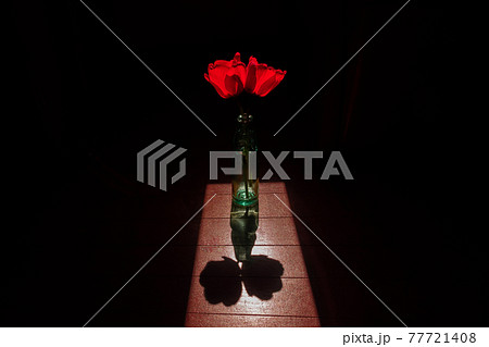 スポットライトを浴び幻想的なチューリップ スポットライトを浴び幻想的なチューリップ 77721408