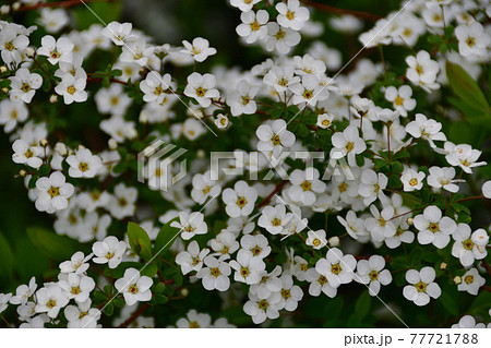 満開のユキヤナギ(雪柳)の花 埼玉県/3月 満開のユキヤナギ(雪柳)の花 埼玉県/3月 77721788