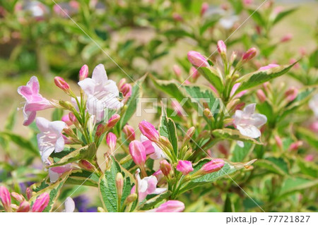 斑入り大紅ウツギ ウェイゲラ フロリダ バリエガータ 斑入り大紅ウツギ ウェイゲラ フロリダ バリエガータ 77721827