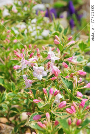 斑入り大紅ウツギ ウェイゲラ フロリダ バリエガータ 斑入り大紅ウツギ ウェイゲラ フロリダ バリエガータ 77721830