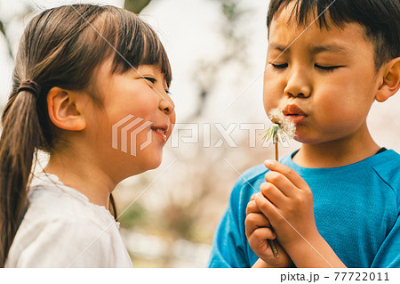 たんぽぽの綿毛を吹く子供2人 77722011
