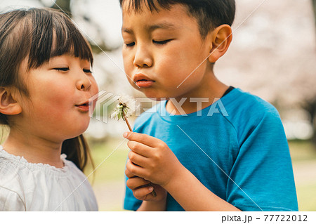 たんぽぽの綿毛を吹く子供2人 たんぽぽの綿毛を吹く子供2人 77722012