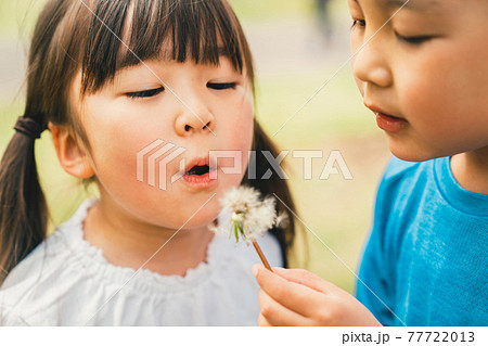 たんぽぽの綿毛を吹く子供2人 たんぽぽの綿毛を吹く子供2人 77722013