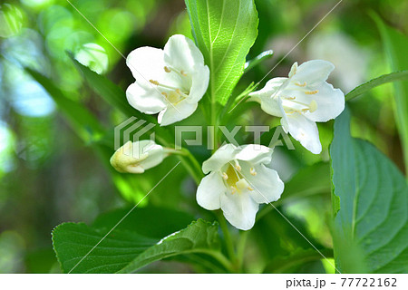 ハコネウツギ 箱根空木 ウツギ 卯の花 初夏の花 の写真素材